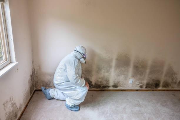 Why You Should Choose Our Mold Remediation Services in Elgin, OK